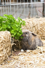 Baby Kaninchen im Aussengehege