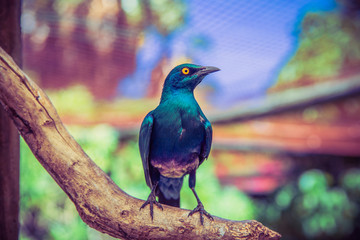 World of Birds Cape Town