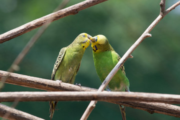 Kissing budgies