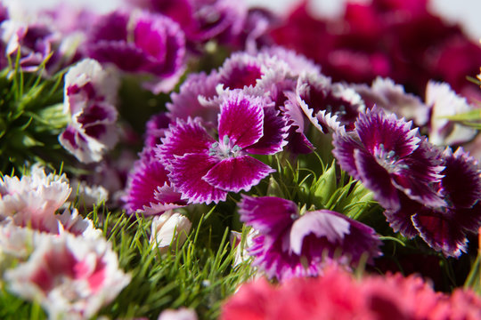 Sweet william