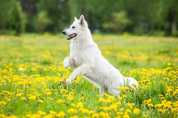 Swiss shepherd dog playing on the field with dandelions