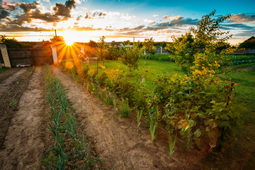 Raised Beds In Vegetable Garden 