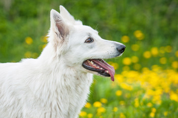 Portrait of swiss shepherd dog