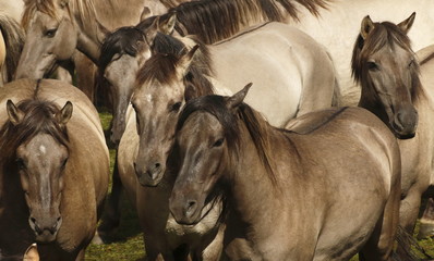 wildpferde - d&uuml;lmen