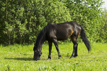 Grazing horse with a foal.