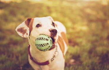 American staffordshire terrier dog