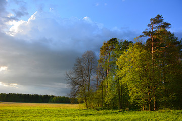 Spring landscape