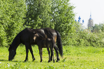 Grazing horse with a foal.