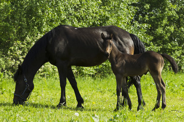 Grazing horse with a foal.