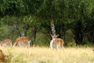 fallow deer doe in a clearing