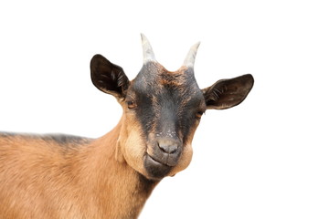 funny young  male goat over white