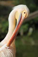 great pelican taking care of its feathers