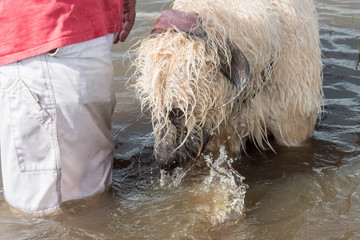standing flood waters following heavy rains in Houston, Texas