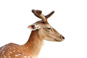Naklejka na ściany i meble isolated portrait of fallow deer stag