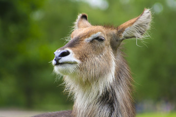 Witliphert kijkt vreemd.