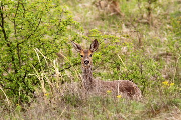 roe deer doe in the bushes
