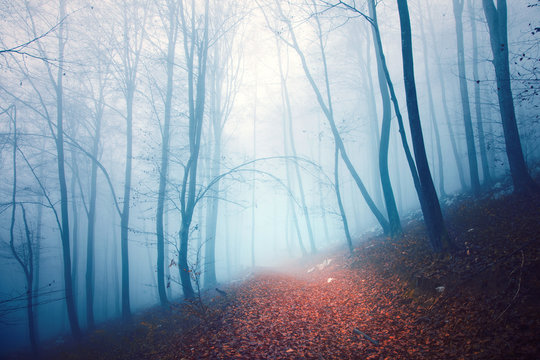 Scary colored foggy forest path
