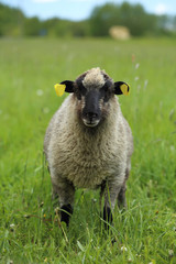 portrait of a sheep
