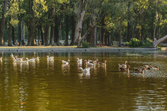 Group of Geese Swimming at Lake