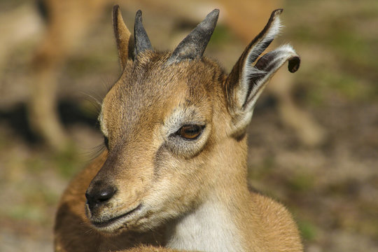 Bokje met kapot oor.