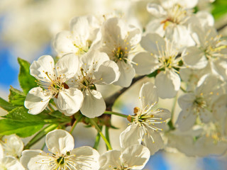 Fototapeta na wymiar Cherry-tree blossoms.