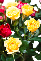 fresh yellow and red roses in bouquet