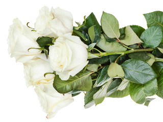 Obraz na płótnie Canvas armful of white roses isolated