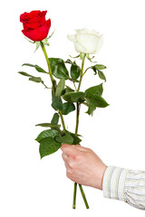 hand giving two white and red roses isolated