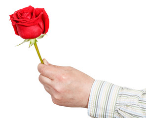male hand holds red rose flower isolated