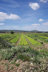 Fototapeta na wymiar plantation de salades