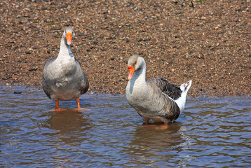 Fototapeta premium Geese