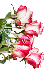 side view of bunch of pink roses isolated on white