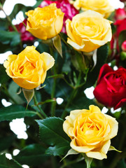 yellow and red roses in bunch of flowers