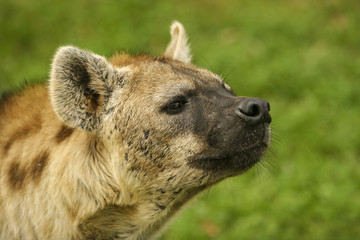 Snuffelende hyena.