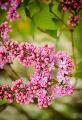 Beautiful purple lilac flowers outdoors