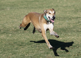 Whippet stretched out in racing form with four feet off the ground