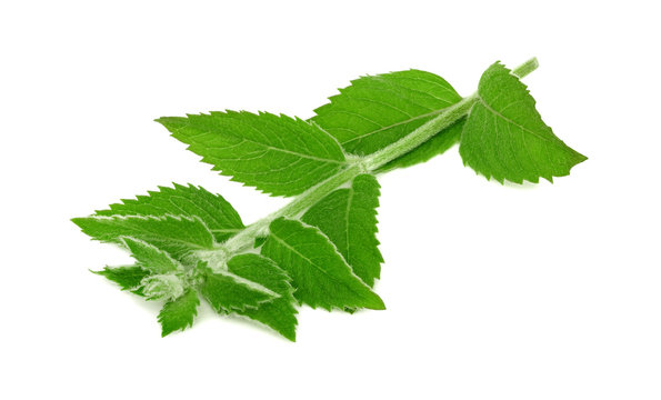 One branch of ripe green mint (isolated)