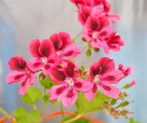 Obraz premium Geranium flower