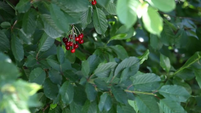Ripe cherries are ready for picking rocking in the wind
