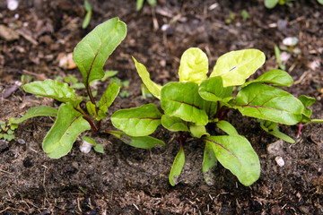 swiss chard sprout in vegetable garden