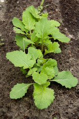 turnip sprout in vegetable garden