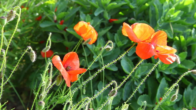 coquelicot abeille