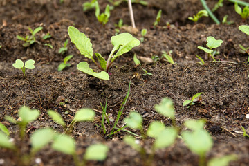 Radish sprout in vegetable garden