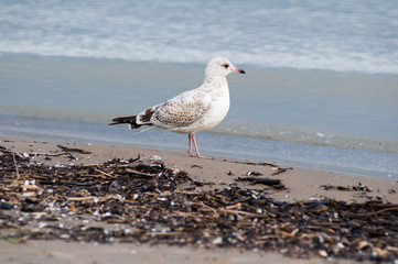 young seagull on a beach