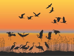 Fototapeta na wymiar Herons on the shore of lake at sunset