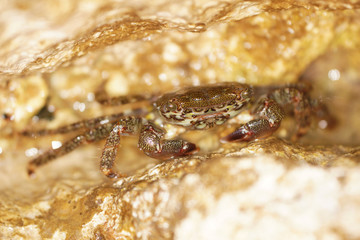 Marbled Rock Crab, Crab