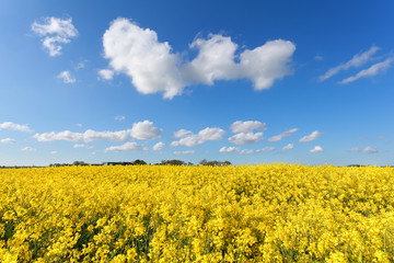 Obraz premium oilseed flower field and blue sky
