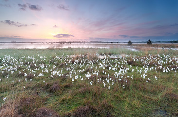 sunrise over swamp with cottongrass
