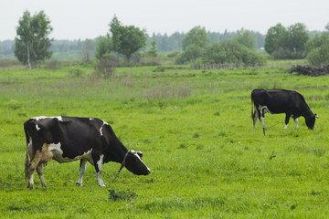 Cows grazing in the field.