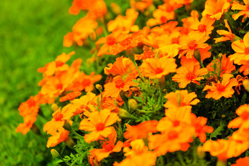 Orange flowers in the garden. Spring or summer background
